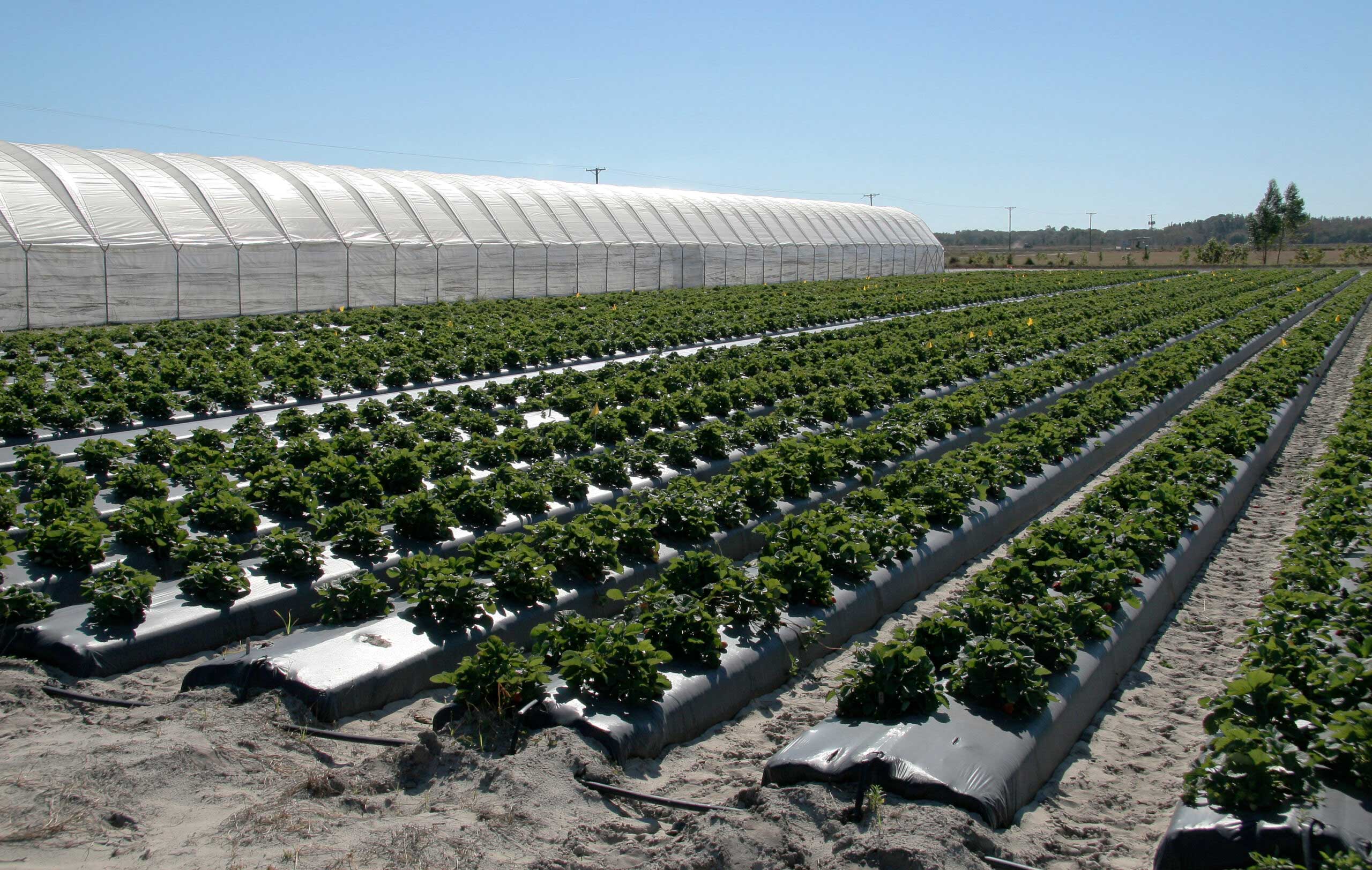 Greenhouse and field grown strawberries at UF/IFAS' Gulf Coast Research and Education Center in Balm, Florida.
