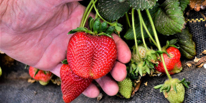 Texas strawberry season average amid up and down weather