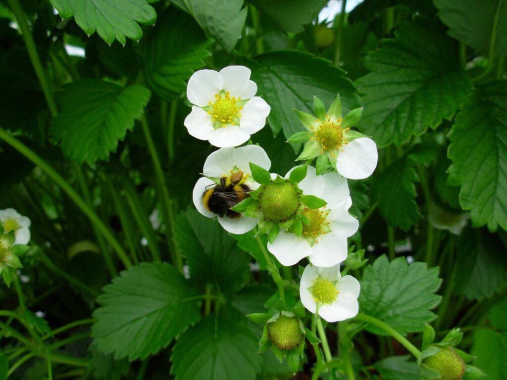 Bumblebee pollination brings higher yields