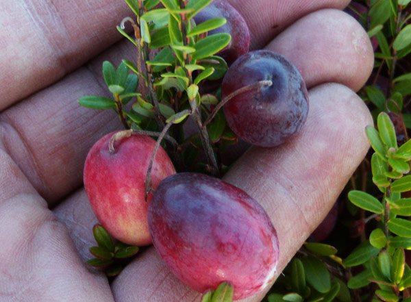 Sundance berry getting ready for release