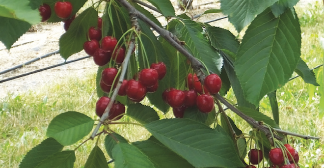 Sweet cherry evolution a decades-long journey