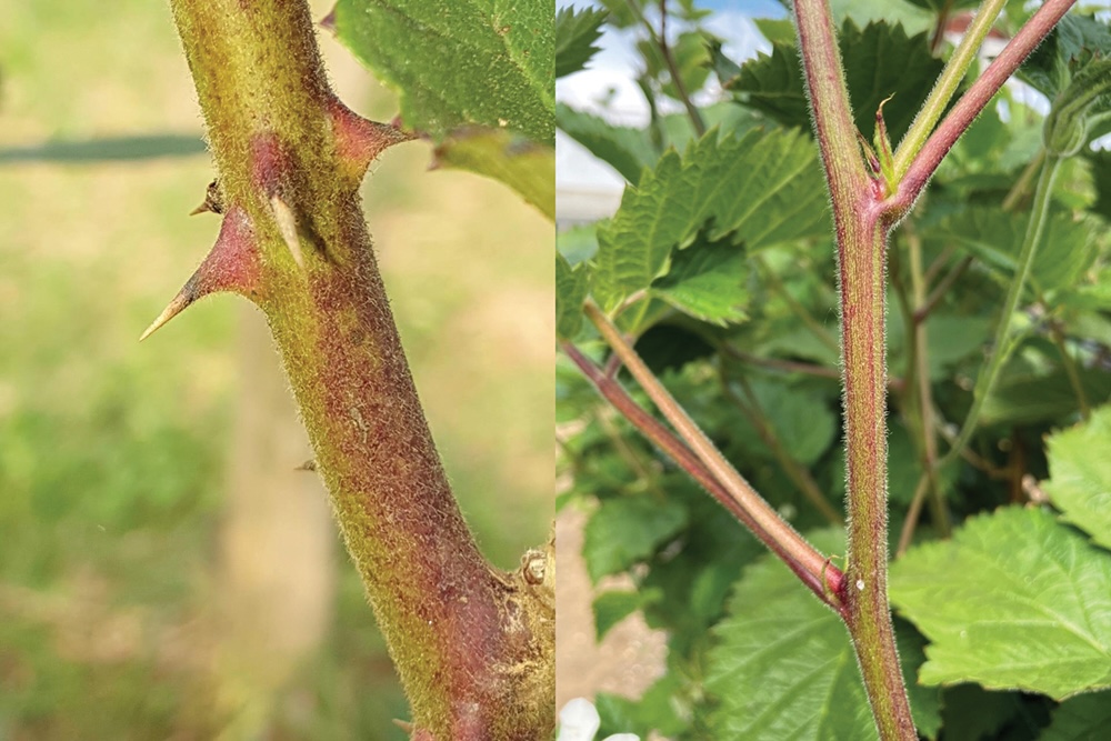 Thornless blackberry breakthrough