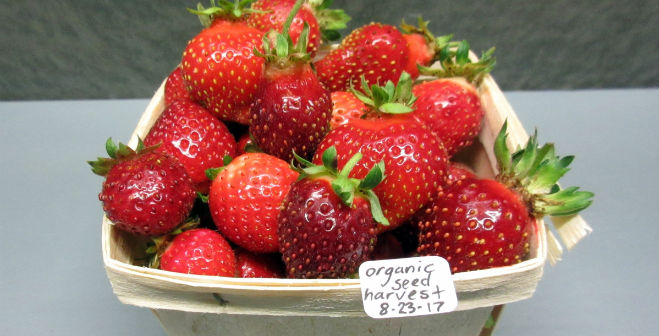 Assessment of berry consumption in U.S. released