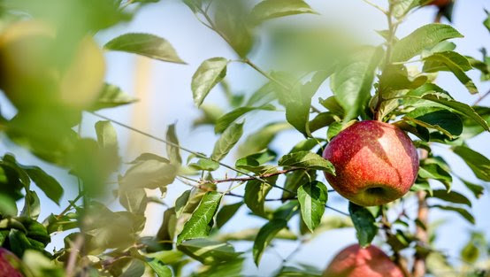 Honeybear Brands has launched Pazazz, its new winter apple variety. Photo: Honeybear Brands.