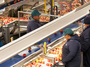 Photo of apples. Photo courtesy of AgroFresh.