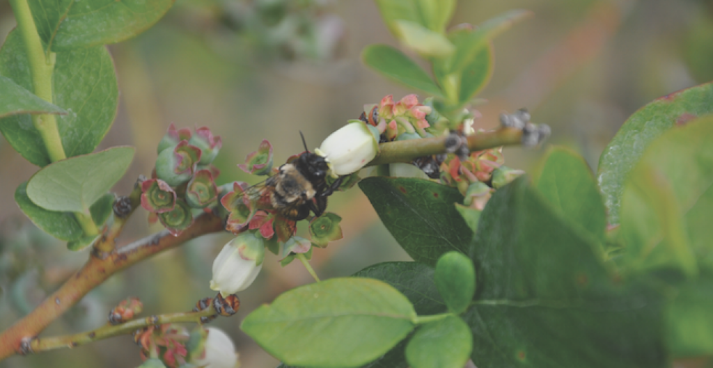 New York state announces Pollinator Protection Plan Update