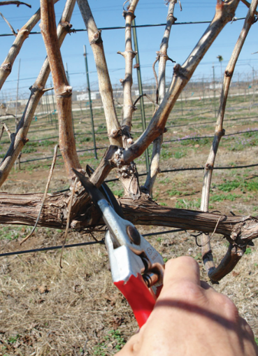 Winter pruning aids tree growth, pathogen resistance