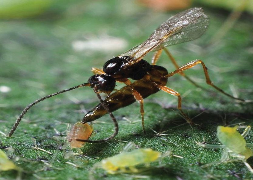 Managing sublethal effects in orchard pests