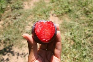 Four generations strong: Balakian Farms’ organic commitment endures