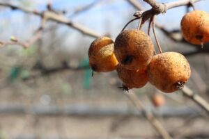 Recent fog aids Central Valley fruit tree winter chilling