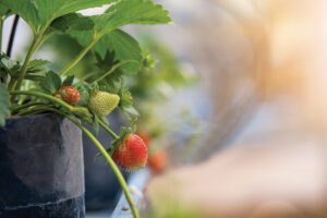 Plant disease primer: Crown, root issues in strawberries