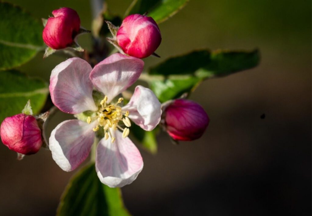 Enhance Apple Fruit Set with ReTain® PGR
