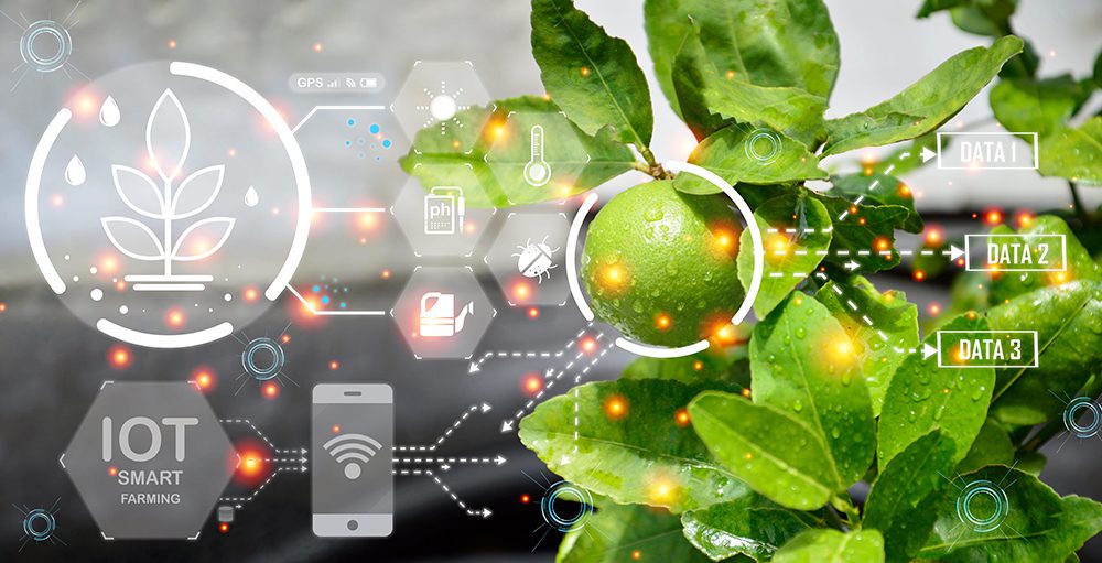 AI takes root: What’s the deal with decision support tools for specialty crop farmers?