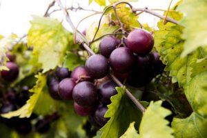 How Arkansas scientists harnessed predictive models to improve future grape varieties