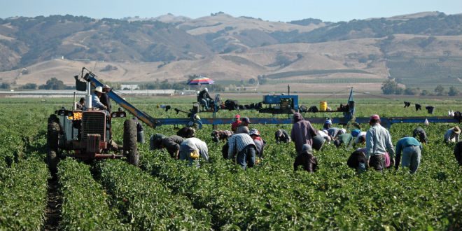 Federal court upholds enforcement of new AEWR wage rule