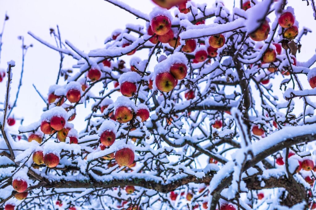 Weather expert: apple blossoms at risk during upcoming cold stretch