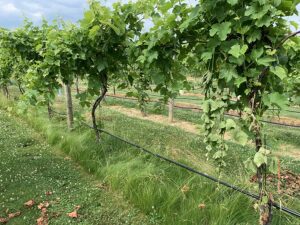 Penn State: soil microbiome effects extend deep in vineyards deploying groundcover between rows