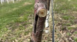 Illinois Extension: assess winter fruit tree damage now to avoid issues later