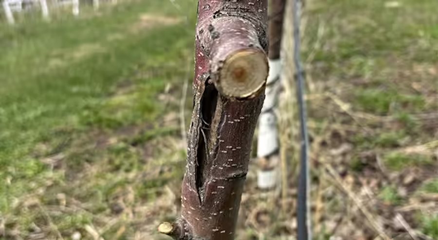 Illinois Extension: assess winter fruit tree damage now to avoid issues later