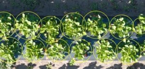 UF experts deploy AI to help farmers forecast crop yields