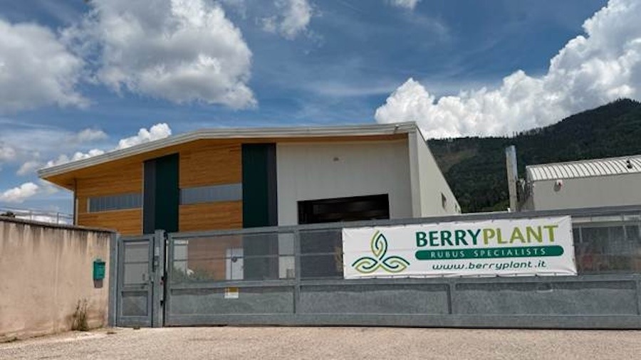 Fall Creek acquires Berryplant, Berrytech to expand genetics portfolio