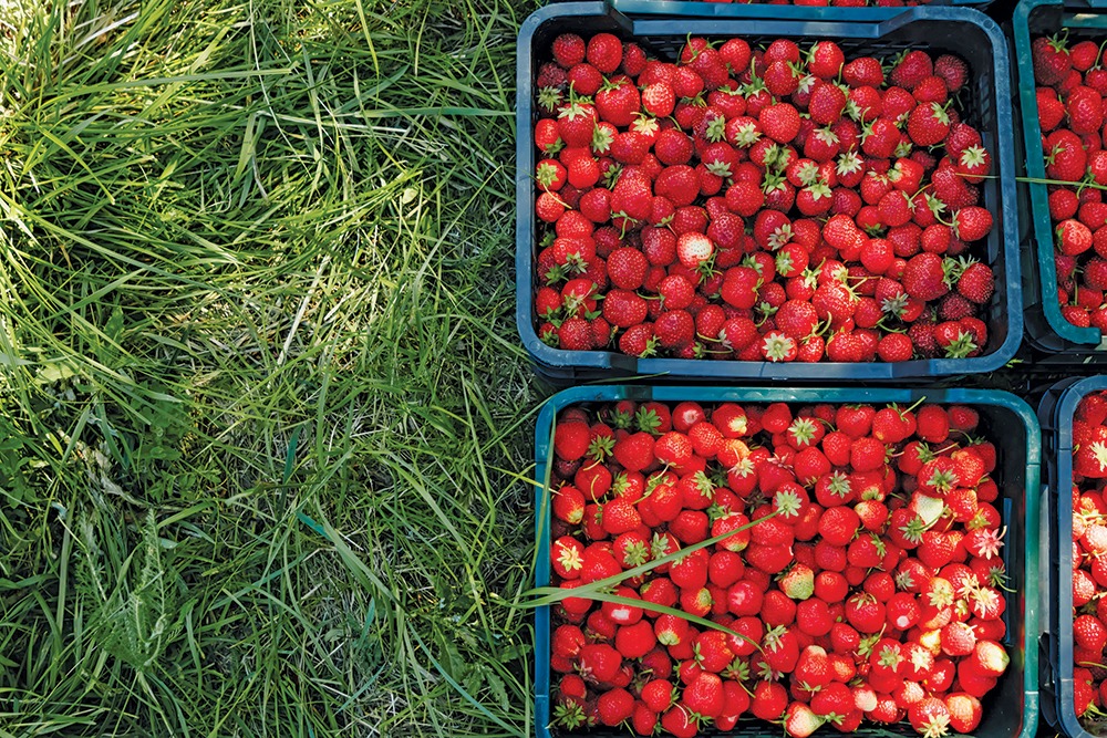 2026 FGN Labor Survey: Growers turn to H-2A, automation to fill workforce gaps
