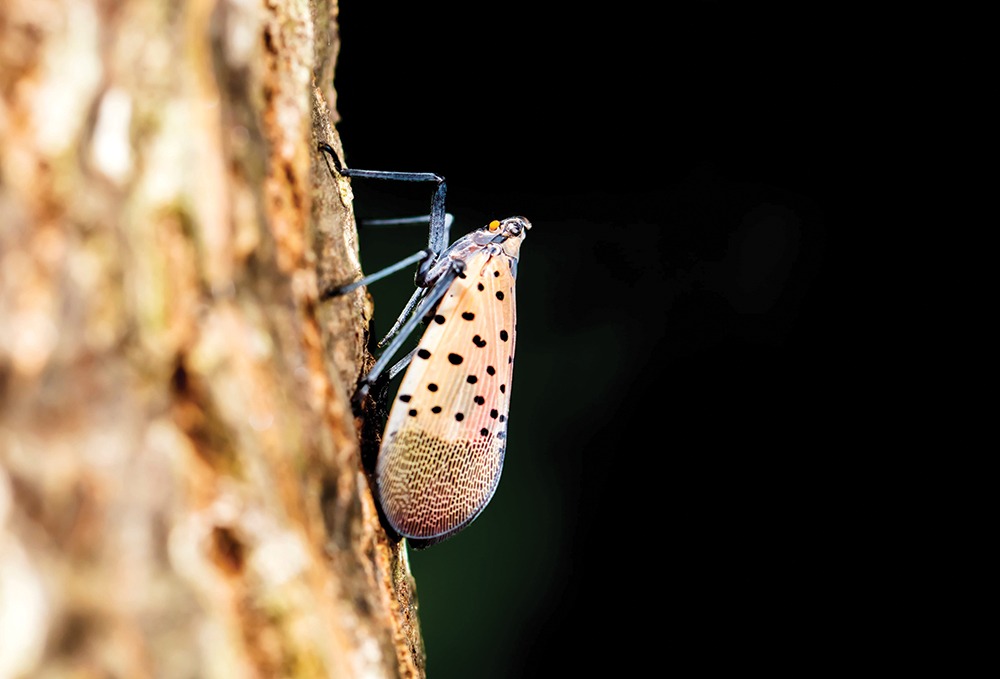 Q&A: IPM expert explains the Spotted Lanternfly risk to fruit growers