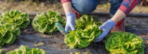 Cyclospora outbreak highlights produce safety best practices for growers