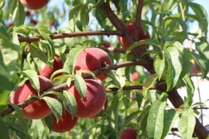 Rest in Peace: Virginia fruit industry icon Henry Montague Chiles passes away
