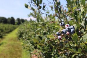USDA outlook highlights early harvests, smaller cherry crops and grape acreage fade