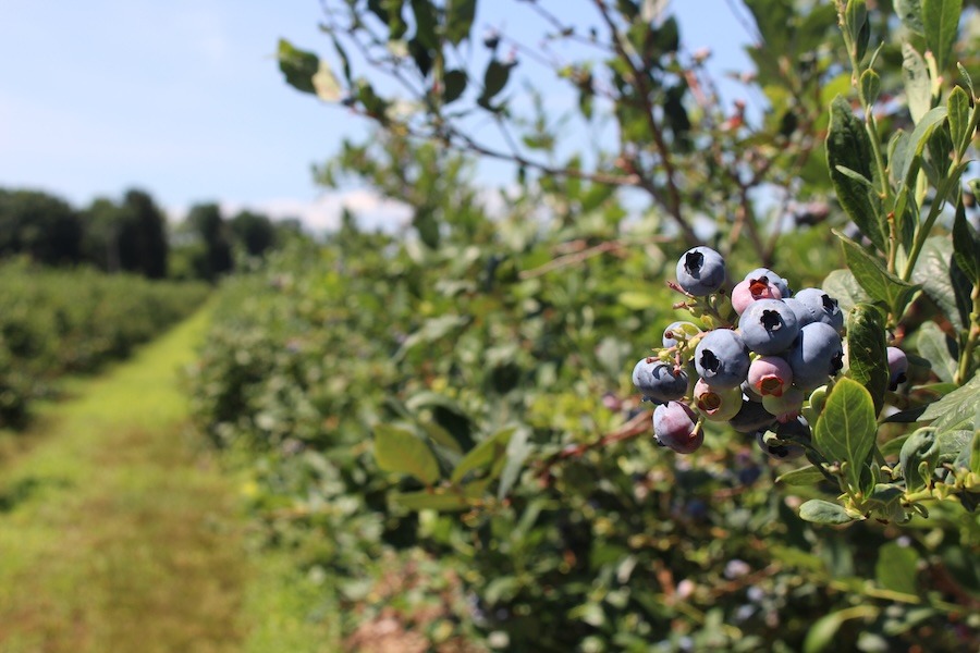 USDA outlook highlights early harvests, smaller cherry crops and grape acreage fade