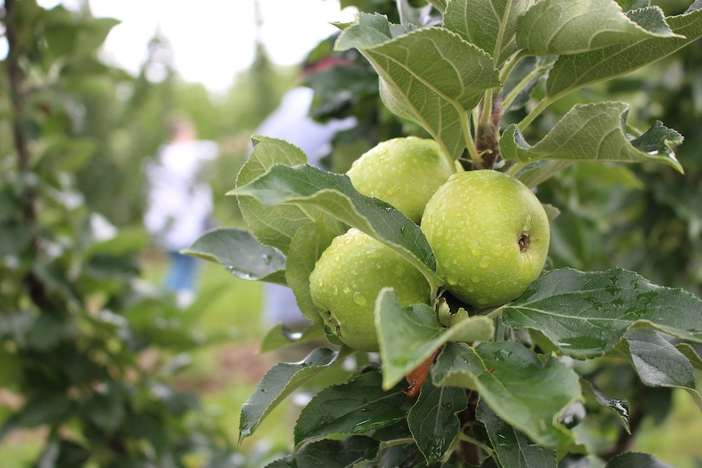 Cornell study looks at PGRs and better harvest timing for cider apples