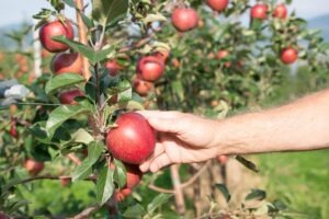 Canadian apple groups strengthen collaboration under Apples Canada