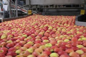 August tracker: Stocks tighten, Honeycrisp holdings surge